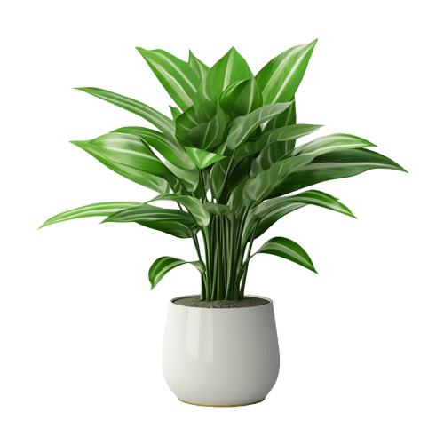 African sheepbush