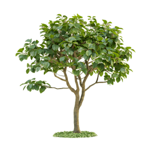 Ficus Lyrata