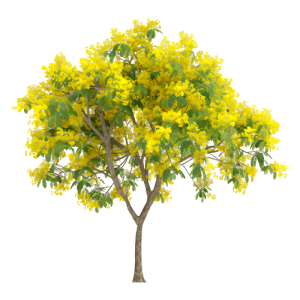 Alnus glutinosa